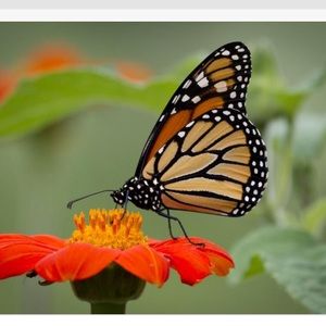 Meet your Posher, Sherry